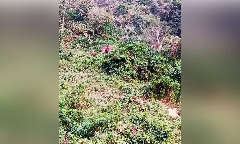 കാട്ടാന കാട്ടാന