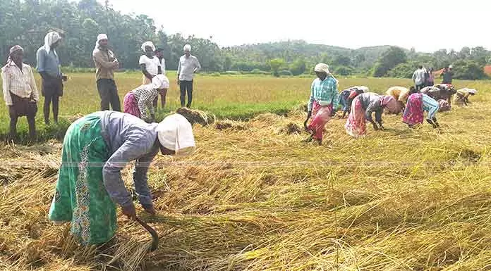 ഉൽപാദനം വർധിപ്പിക്കാൻ വയനാട് നെൽക്കൃഷി വികസന ഏജൻസി പുനസംഘിടപ്പിച്ചു ഉൽപാദനം വർധിപ്പിക്കാൻ വയനാട് നെൽക്കൃഷി വികസന ഏജൻസി പുനസംഘിടപ്പിച്ചു