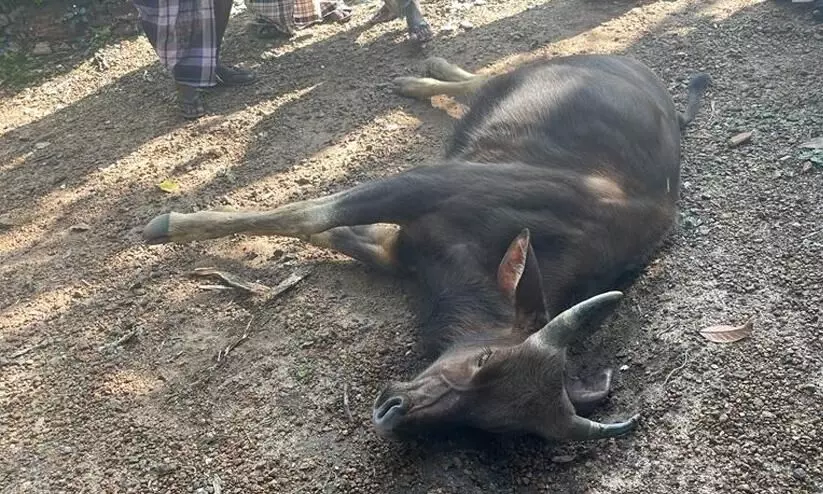A bison found in a weak state died