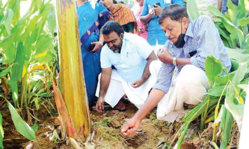 കാ​ർ​ഷി​ക വി​ള​ക​ളു​ടെ ജ​ല​ദൗ​ർ​ല​ഭ്യ​ത്തി​ന് പ​രി​ഹാ​ര​മാ​യി ഹൈ​ഡ്രോ​ജ​ൽ കാ​പ്സ്യൂ​ൾ കൃ​ഷി​രീ​തി