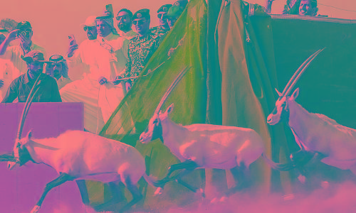 Neom Wildlife Sanctuary