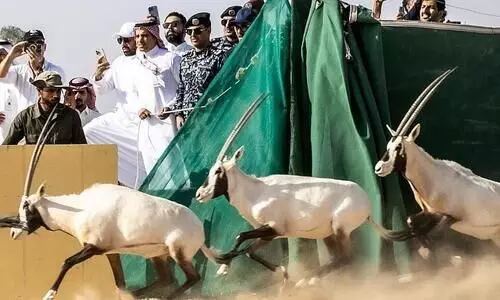 Neom Wildlife Sanctuary