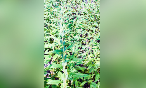 ഓ​ണാ​ട്ടു​ക​ര​യി​ലെ എ​ള്ള് കൃ​ഷി​യി​ടം