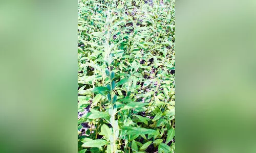 ഓ​ണാ​ട്ടു​ക​ര​യി​ലെ എ​ള്ള് കൃ​ഷി​യി​ടം