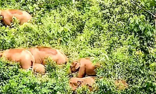 കാ​ട്ടാ​ന​ക്കൂ​ട്ടം