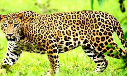 പുലിപ്പേടിയിൽ അട്ടപ്പാടി, പശുക്കളെ കടിച്ചുകൊന്നു