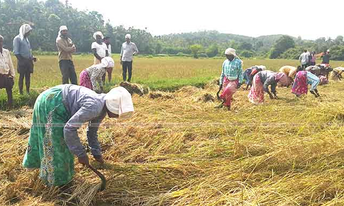 ഉൽപാദനം വർധിപ്പിക്കാൻ വയനാട് നെൽക്കൃഷി വികസന ഏജൻസി പുനസംഘിടപ്പിച്ചു