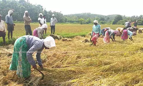 ഉൽപാദനം വർധിപ്പിക്കാൻ വയനാട് നെൽക്കൃഷി വികസന ഏജൻസി പുനസംഘിടപ്പിച്ചു