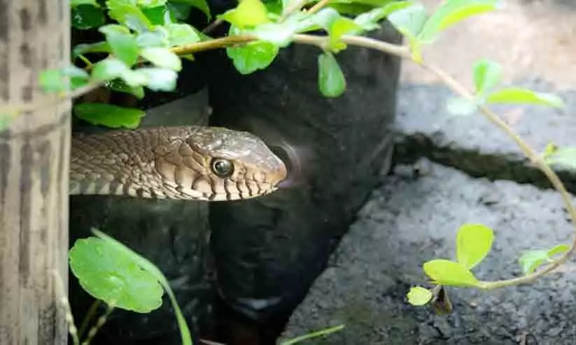 പാമ്പിനെ പിടിക്കുന്നതിനിടെ വനം ജീവനക്കാരന് കടിയേറ്റു