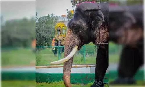 ദസറ ആനക്ക് വെടിയേറ്റു; തോട്ടം ഉടമ അറസ്റ്റില്‍