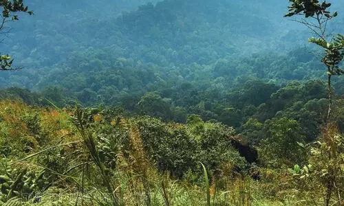 കരുതൽമേഖല; താമരശ്ശേരി രൂപത കെ.സി.ബി.സിയും കർഷകസമിതികളും സമരത്തിന്