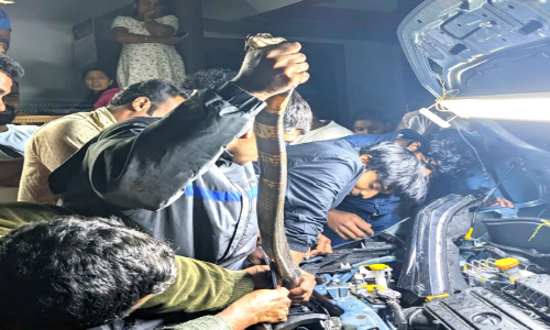 കാറിന്‍റെ ബോണറ്റിനുള്ളിൽ രാജവെമ്പാല !