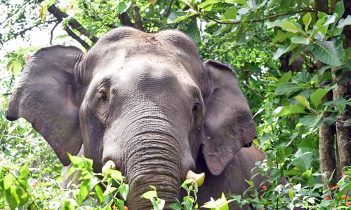 കൊല​ കൊല്ലിയുടെ മുന്നിൽ