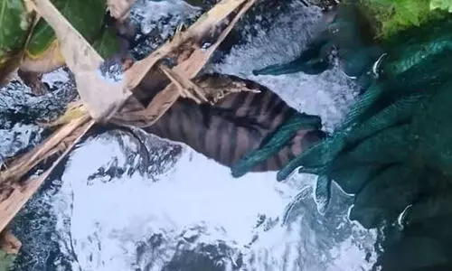 ഹൈറേഞ്ചിനെ വിറപ്പിച്ച കടുവ കുളത്തിൽ ചത്ത നിലയിൽ