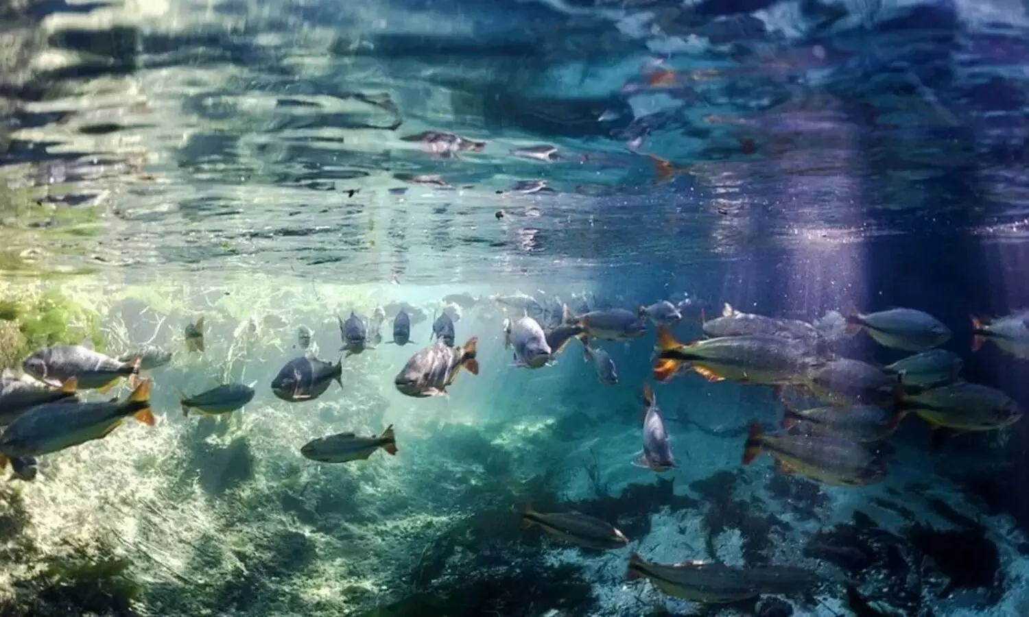 പാരിസ് ഉച്ചകോടി മാതൃകയിൽ ജൈവവൈവിധ്യ കരാറിന് അംഗീകാരം