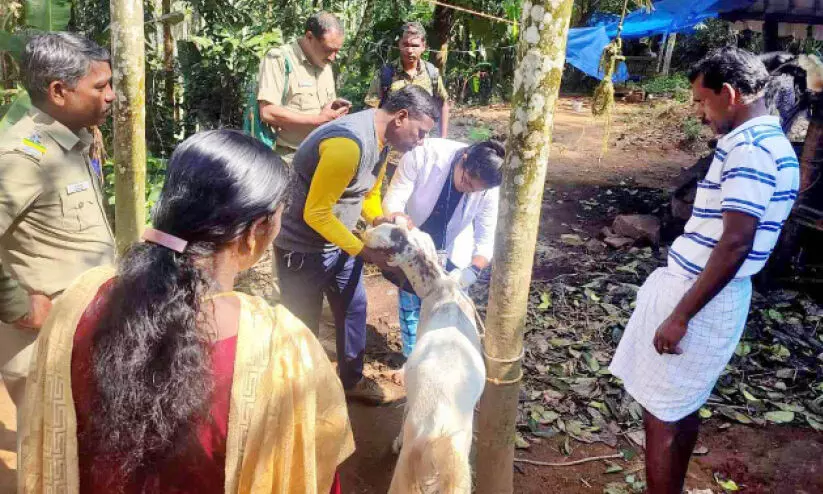 ഒറ്റ രാത്രികൊണ്ട് എട്ടു ആടുകൾക്കു നേരെ പുലിയുടെ ആക്രമണം ഒറ്റ രാത്രികൊണ്ട് എട്ടു ആടുകൾക്കു നേരെ പുലിയുടെ ആക്രമണം