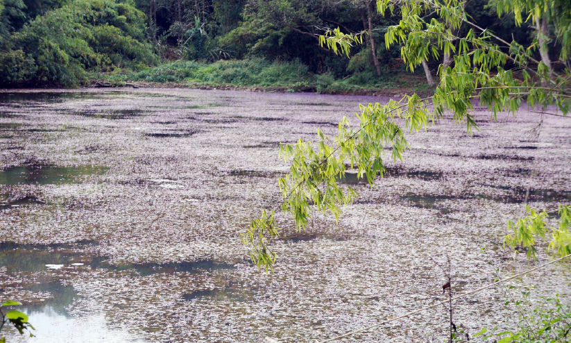 കോടികൾ വെള്ളത്തിലായി; പൂക്കോട് തടാകത്തിൽ പായലും ചളിയും വീണ്ടും നിറഞ്ഞു കോടികൾ വെള്ളത്തിലായി; പൂക്കോട് തടാകത്തിൽ പായലും ചളിയും വീണ്ടും നിറഞ്ഞു