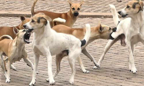 Stray dog ​​attack