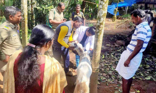 ഒറ്റ രാത്രികൊണ്ട് എട്ടു ആടുകൾക്കു നേരെ പുലിയുടെ ആക്രമണം