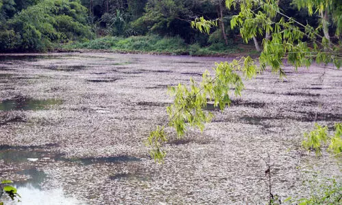 കോടികൾ ​​വെള്ളത്തിലായി; പൂക്കോട് തടാകത്തിൽ പായലും ചളിയും വീണ്ടും നിറഞ്ഞു