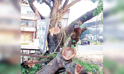 അനുമതിയില്ല; സംസ്ഥാന പാതക്കരികിലെ മരം മുറിച്ചുമാറ്റുന്നു