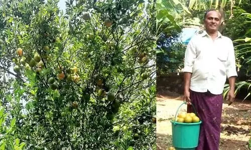 സുഗന്ധമേകും ശീതളക്കാറ്റിൽ പൗലോസിന്റെ പറമ്പിലെ ഓറഞ്ച് മരം മധുരക്കാഴ്ച സുഗന്ധമേകും ശീതളക്കാറ്റിൽ പൗലോസിന്റെ പറമ്പിലെ ഓറഞ്ച് മരം മധുരക്കാഴ്ച