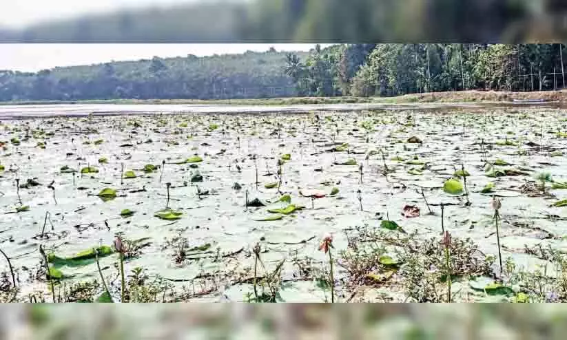 തുമ്പിച്ചാലിലെ മത്സ്യക്കുരുതി: കാരണം കക്കൂസ് മാലിന്യമെന്ന് പി.സി.ബി റിപ്പോർട്ട്
