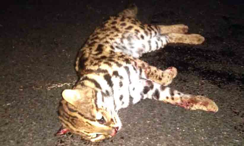 വാഹനമിടിച്ച് ചത്തത് പൂച്ചപ്പുലിയെന്ന് നാട്ടുകാർ; പാക്കാനെന്ന് വനം വകുപ്പ്