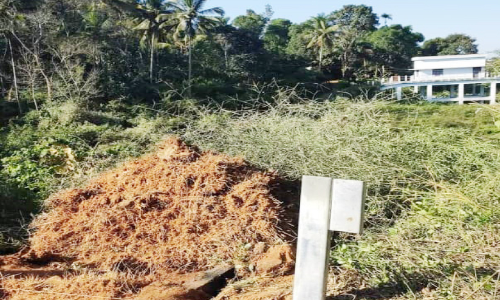 മുളങ്കൂട്ടങ്ങൾ മണ്ണുമാന്തി യന്ത്രമുപയോഗിച്ച് പിഴുതെറിഞ്ഞു; പ്രതിഷേധം ശക്തം