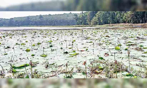 തുമ്പിച്ചാലിലെ മത്സ്യക്കുരുതി: കാരണം കക്കൂസ് മാലിന്യമെന്ന് പി.സി.ബി റിപ്പോർട്ട്
