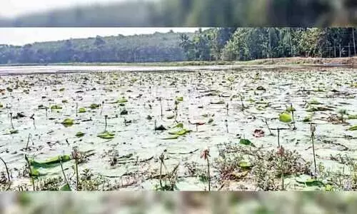 തുമ്പിച്ചാലിലെ മത്സ്യക്കുരുതി: കാരണം കക്കൂസ് മാലിന്യമെന്ന് പി.സി.ബി റിപ്പോർട്ട്