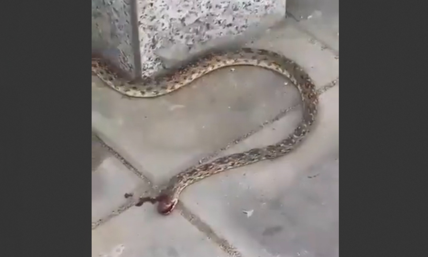 സ്കൂൾ ശുചിമുറിയിൽ വിദ്യാർഥിനിക്ക് പാമ്പ് കടിയേറ്റു