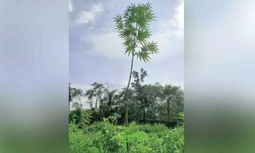 ക​ഞ്ചാ​വ് ചെ​ടി