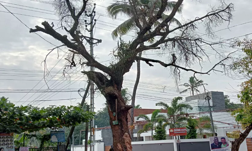 മാവുണങ്ങിയിട്ട് രണ്ട് വര്ഷം; മുറിച്ചുമാറ്റാന് നടപടിയില്ല മാവുണങ്ങിയിട്ട് രണ്ട് വര്ഷം; മുറിച്ചുമാറ്റാന് നടപടിയില്ല