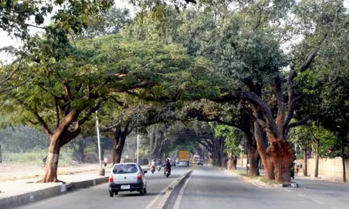 ബെ​ള്ളാ​രി റോ​ഡ്​ വീ​തി​കൂ​ട്ട​ൽ; 54 മ​ര​ങ്ങ​ൾ മു​റി​ക്കാ​ൻ അ​നു​മ​തി