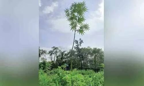 കഞ്ചാവ് ചെടി കഞ്ചാവ് ചെടി