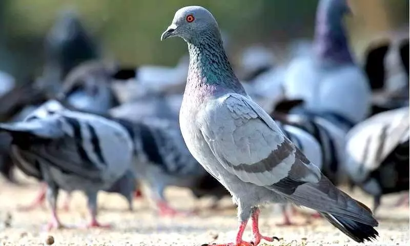 pigeon pigeon