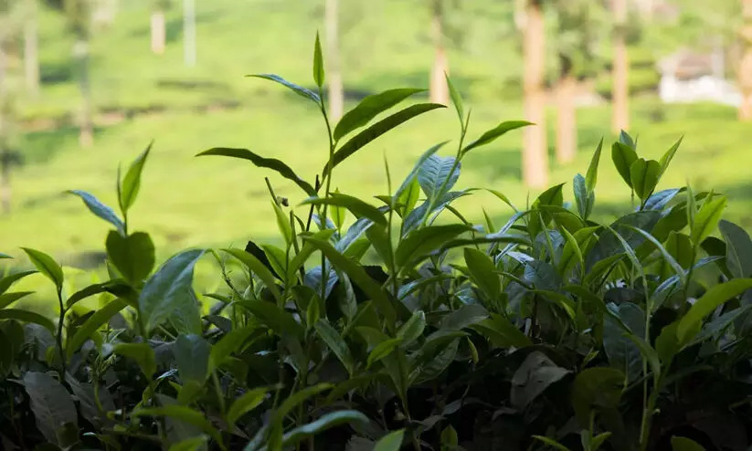 സ്വന്തം ഭൂമിയിൽ വീടുപോലും നിർമിക്കാൻ അനുമതിയില്ല സ്വന്തം ഭൂമിയിൽ വീടുപോലും നിർമിക്കാൻ അനുമതിയില്ല