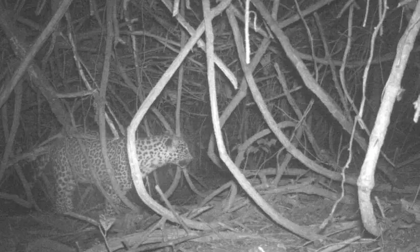 അയ്യല്ലൂരില് പുലിതന്നെ ജാഗ്രത വേണം അയ്യല്ലൂരില് പുലിതന്നെ ജാഗ്രത വേണം