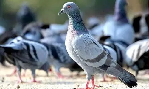 pigeon