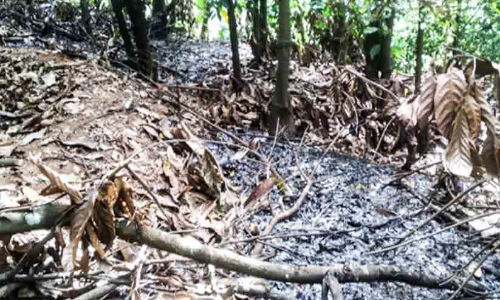 കൃഷിസ്ഥലത്ത് സാമൂഹിക വിരുദ്ധർ തീയിട്ടു