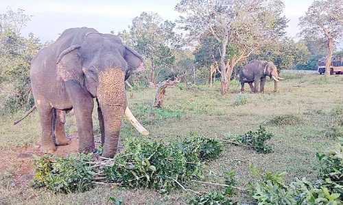 മുതുമല വനത്തിൽ വിട്ട മോഴയാന വീണ്ടും പന്തല്ലൂർ ഭാഗത്തേക്ക് നീങ്ങുന്നു