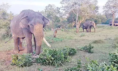 മുതുമല വനത്തിൽ വിട്ട മോഴയാന വീണ്ടും പന്തല്ലൂർ ഭാഗത്തേക്ക് നീങ്ങുന്നു മുതുമല വനത്തിൽ വിട്ട മോഴയാന വീണ്ടും പന്തല്ലൂർ ഭാഗത്തേക്ക് നീങ്ങുന്നു