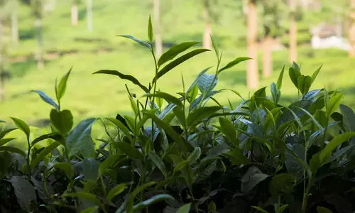 സ്വ​ന്തം ഭൂ​മി​യി​ൽ വീ​ടു​പോ​ലും നി​ർ​മി​ക്കാ​ൻ അ​നു​മ​തി​യി​ല്ല