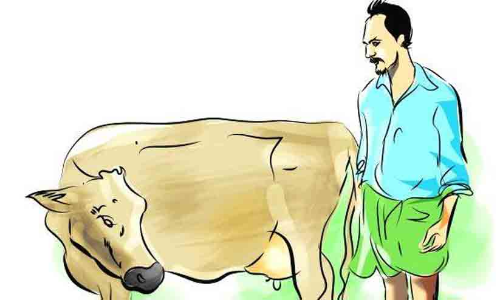 ക്ഷീരകര്‍ഷകർക്കുള്ള ഇന്‍സെന്റിവും കാലിത്തീറ്റ സബ്സിഡിയും നിലച്ചു