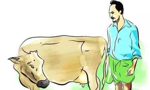 ക്ഷീരകര്‍ഷകർക്കുള്ള ഇന്‍സെന്റിവും കാലിത്തീറ്റ സബ്സിഡിയും നിലച്ചു