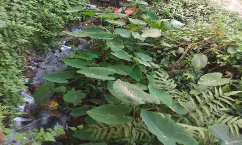 മാലിന്യം നിറഞ്ഞ ഓടയിലെ കൊതുകുശല്യം; ഇരിക്കപ്പൊറുതിയില്ലാതെ വ്യാപാരികൾ മാലിന്യം നിറഞ്ഞ ഓടയിലെ കൊതുകുശല്യം; ഇരിക്കപ്പൊറുതിയില്ലാതെ വ്യാപാരികൾ