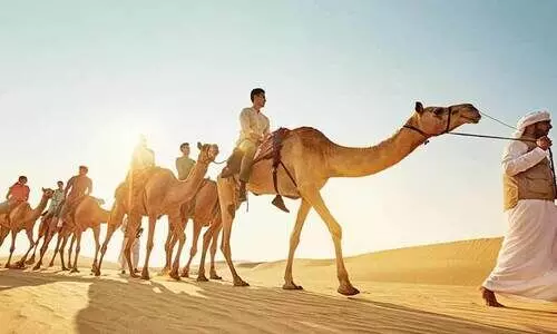 ‘കാ​മ​ൽ ട്ര​ക്ക്​’ യാ​​ത്ര​ക്ക്​ ഇ​ത്ത​വ​ണ 34 ഒ​ട്ട​ക​ങ്ങ​ൾ