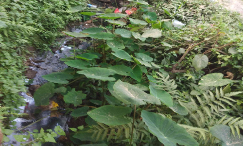 മാലിന്യം നിറഞ്ഞ ഓടയിലെ കൊതുകുശല്യം; ഇരിക്കപ്പൊറുതിയില്ലാതെ വ്യാപാരികൾ