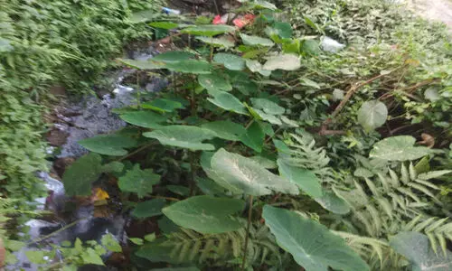 മാലിന്യം നിറഞ്ഞ ഓടയിലെ കൊതുകുശല്യം; ഇരിക്കപ്പൊറുതിയില്ലാതെ വ്യാപാരികൾ